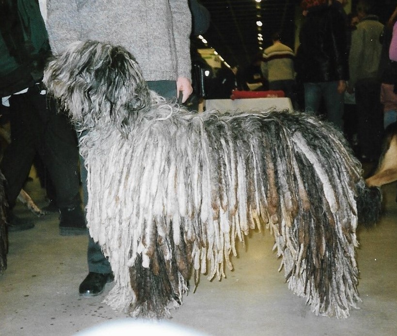 A real Bergamasco Sheepdog