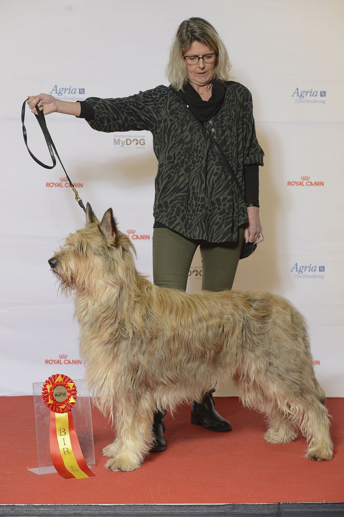 A real Berger Picard at a dog show