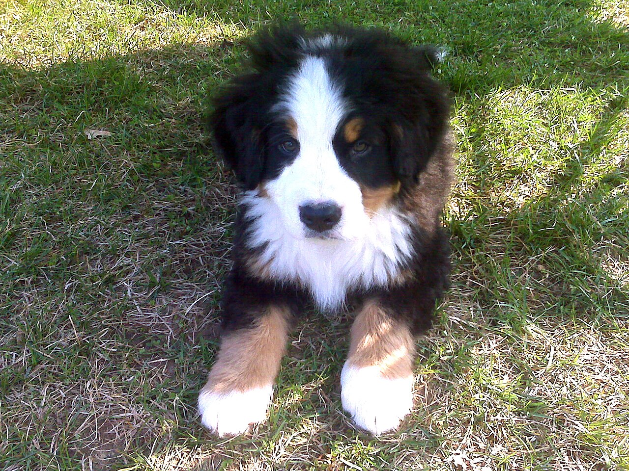 A real Bernese Mountain Dog