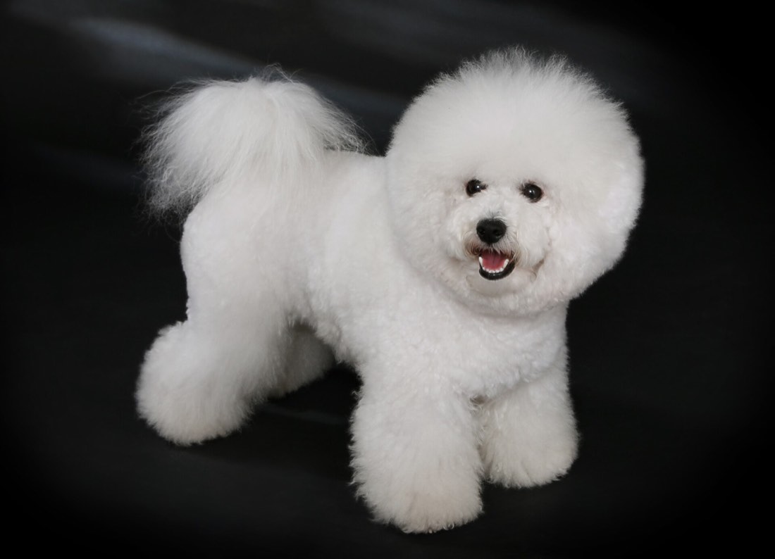 A real Bichon Frise
