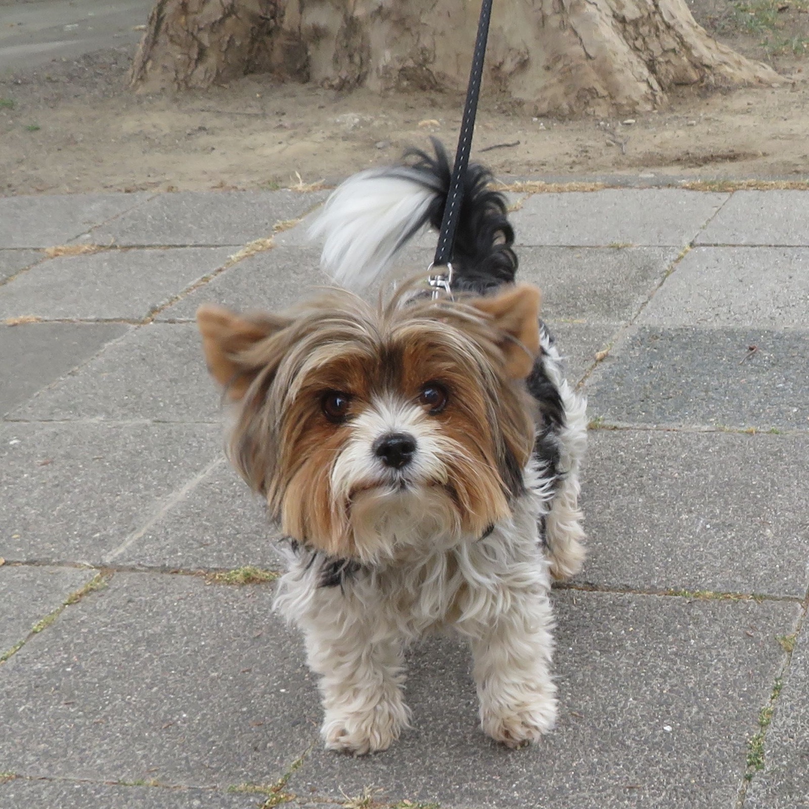 A real Biewer Terrier