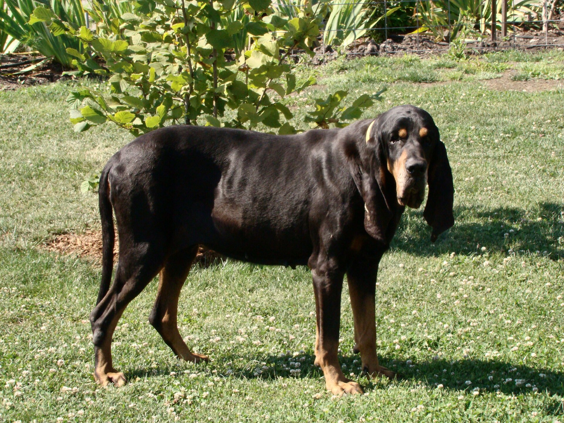 A real Black and Tan Coonhound