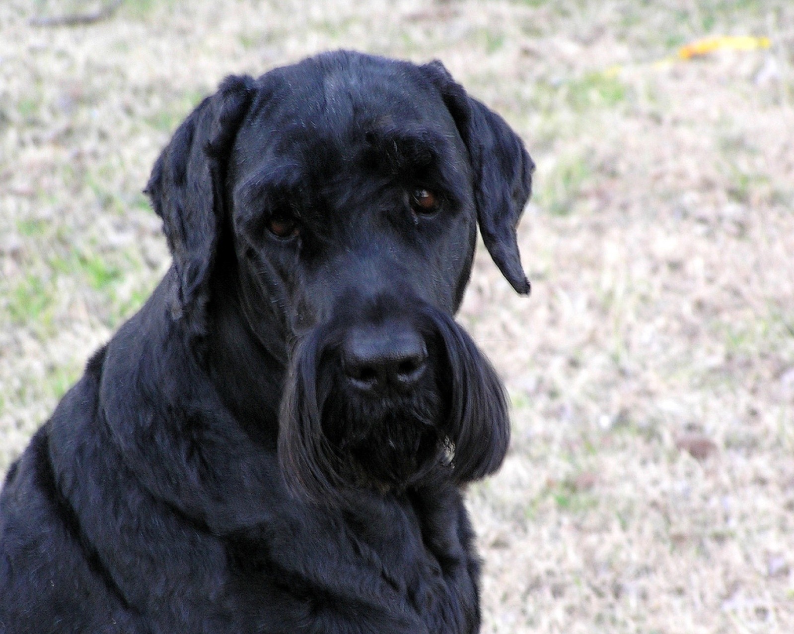 A Black Russian Terrier photographed outdoors