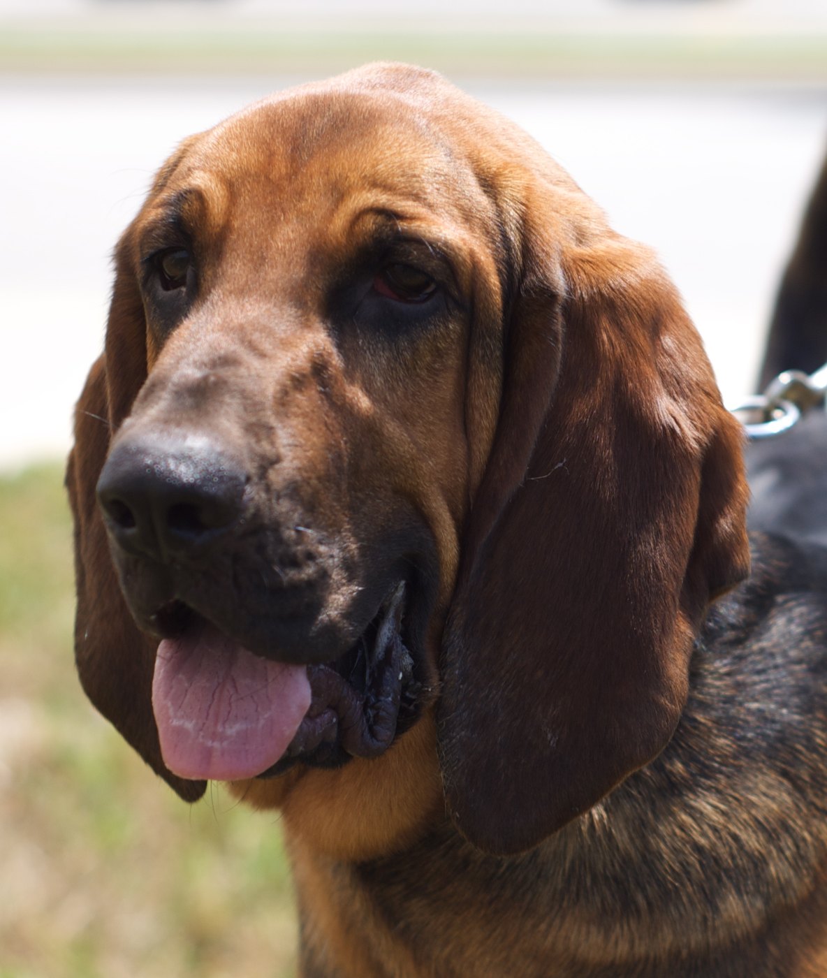 A real Bloodhound