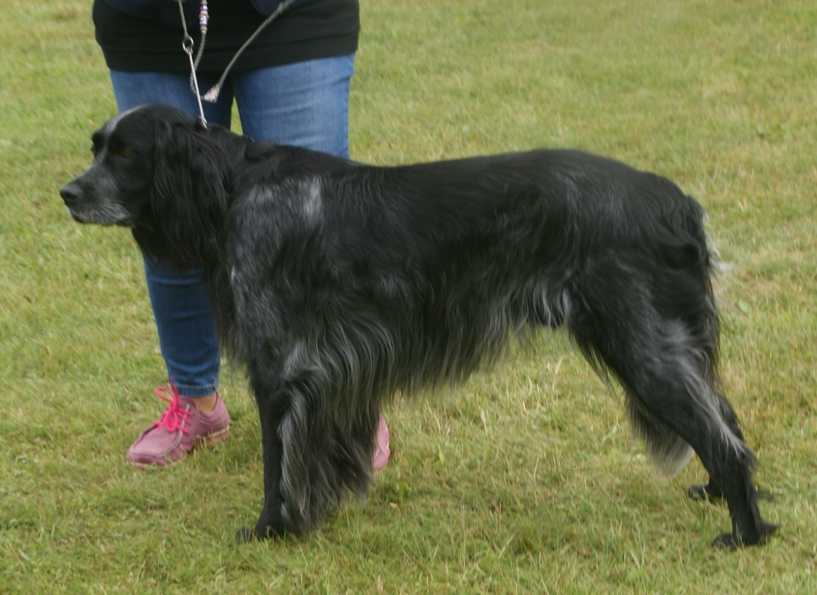 A blue-roan Blue Picardy Spaniel standing on grass