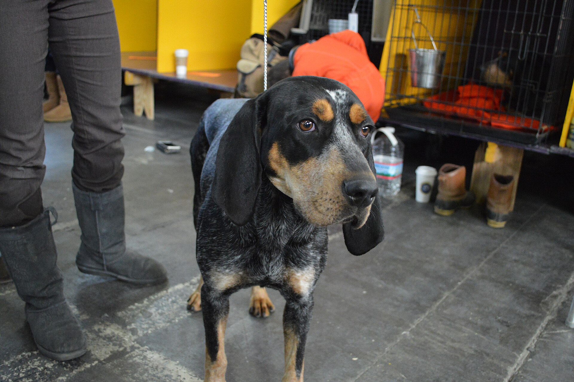 A real Bluetick Coonhound at a dog show