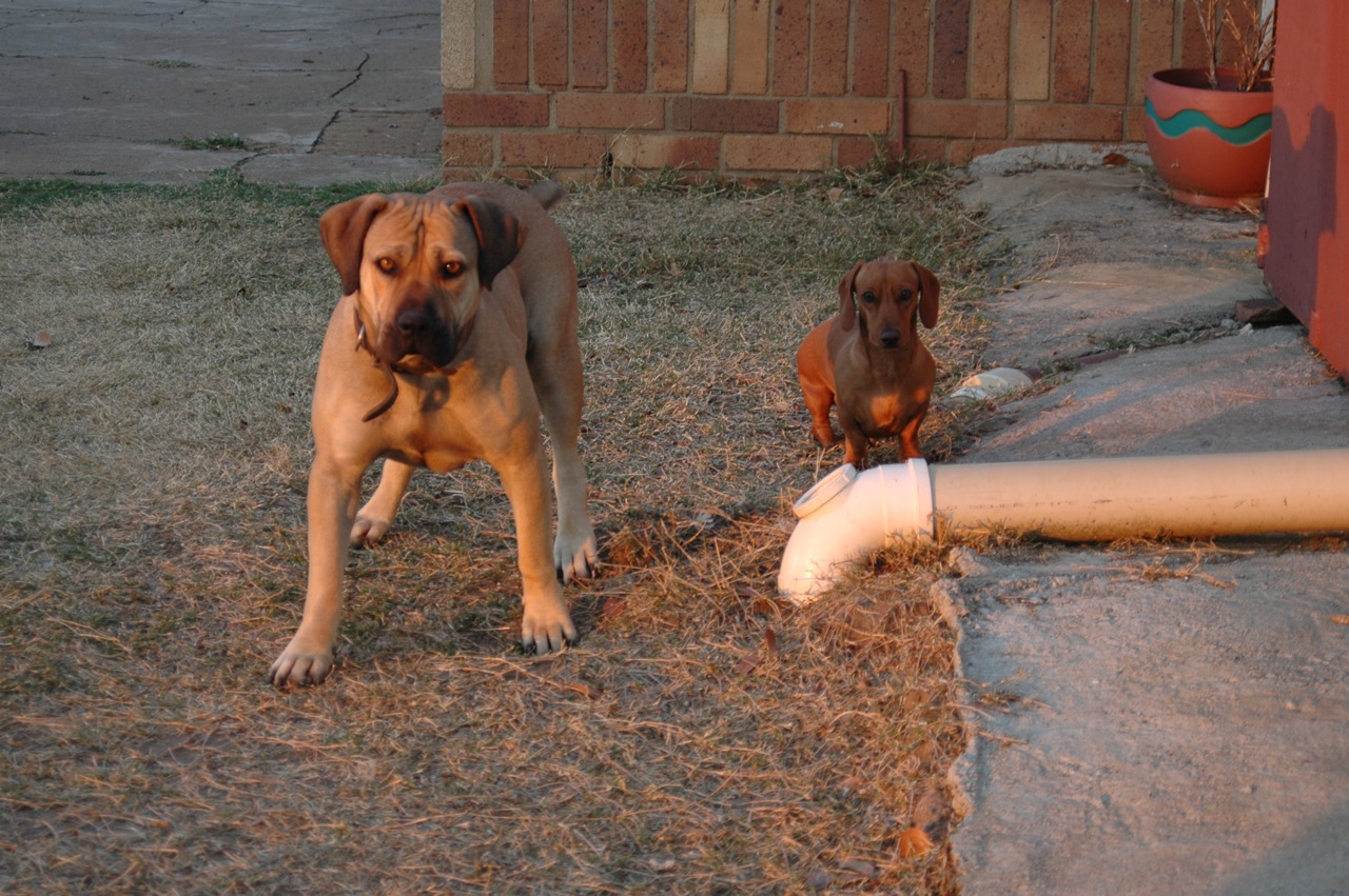 A real Boerboel