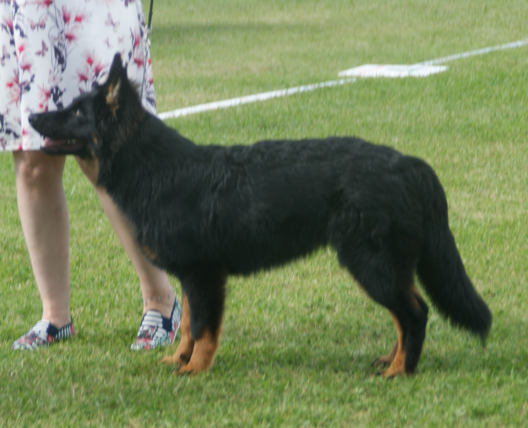 A real black-and-tan Bohemian Shepherd