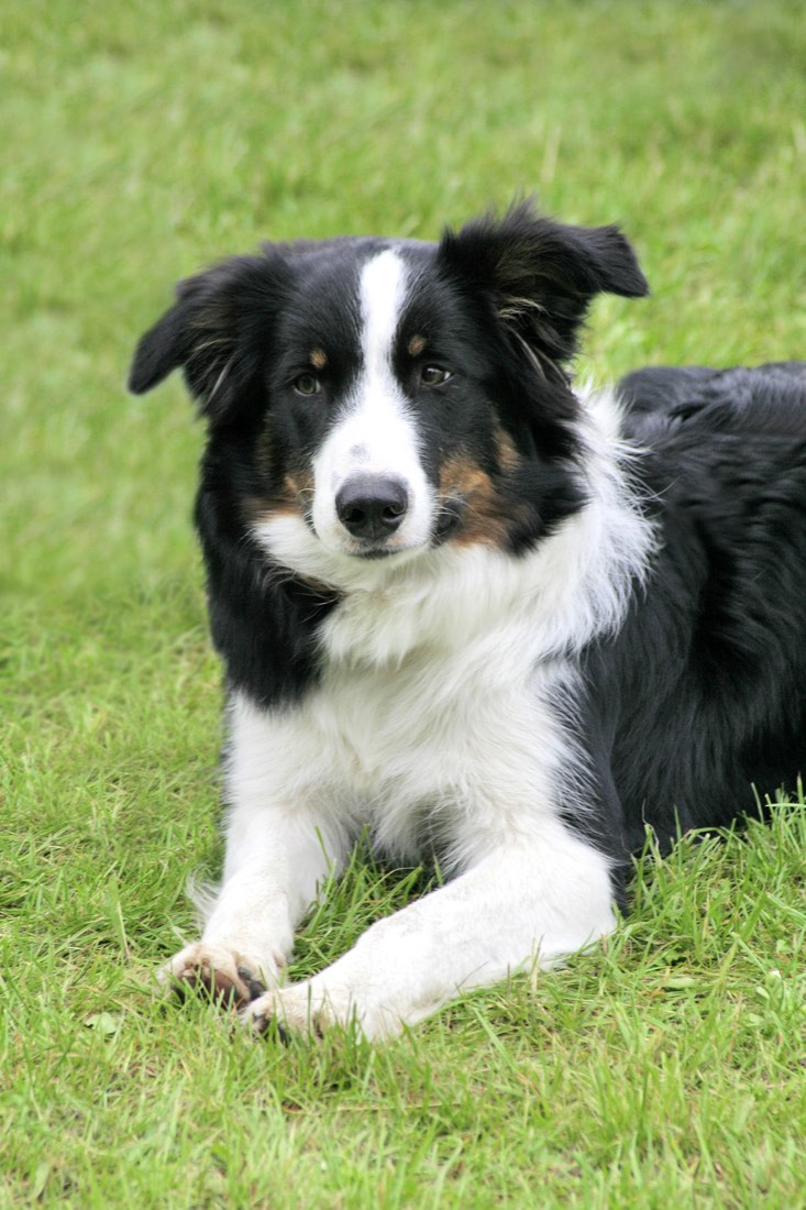 A real Border Collie