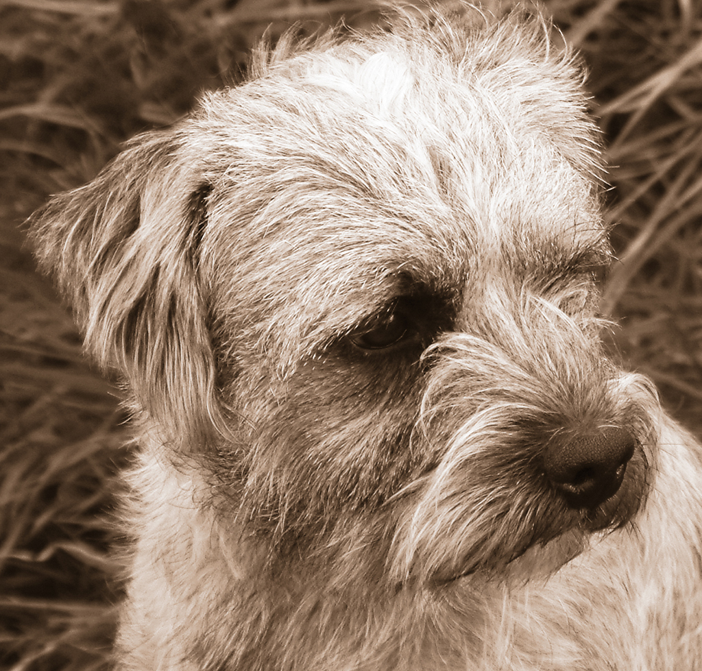 A real Border Terrier