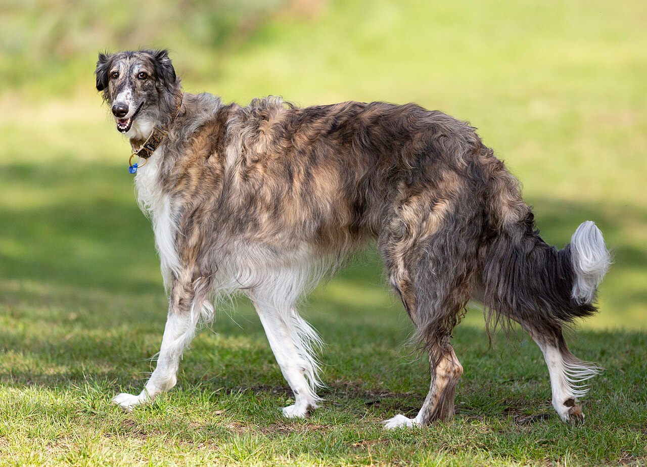 A real Borzoi