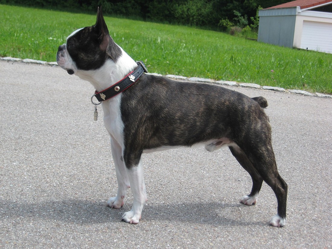 A real Boston Terrier