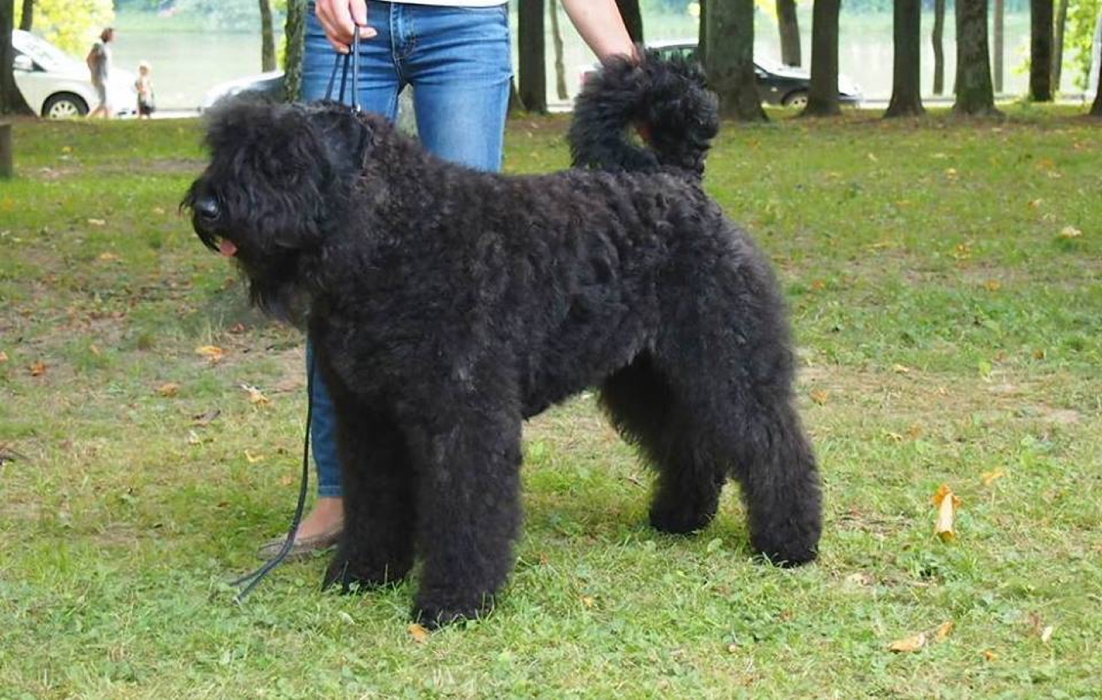 A real Bouvier des Flandres