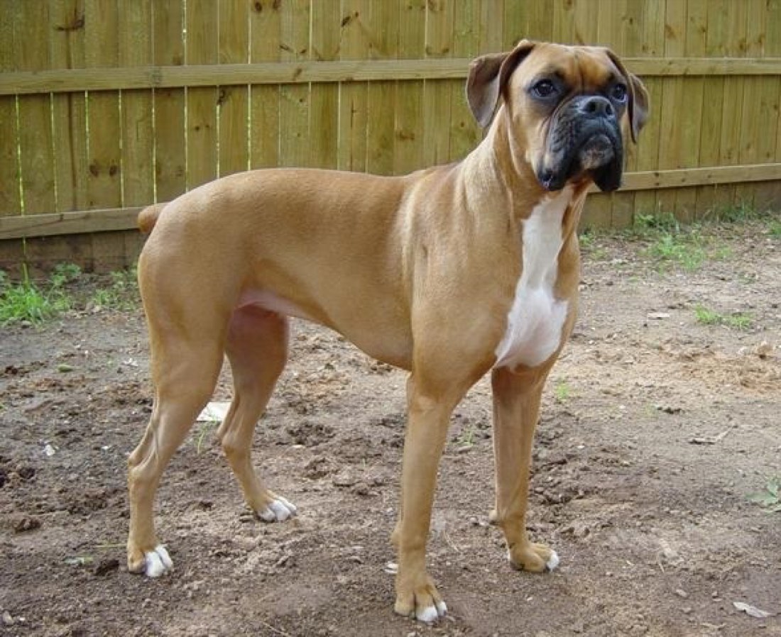 A real Boxer