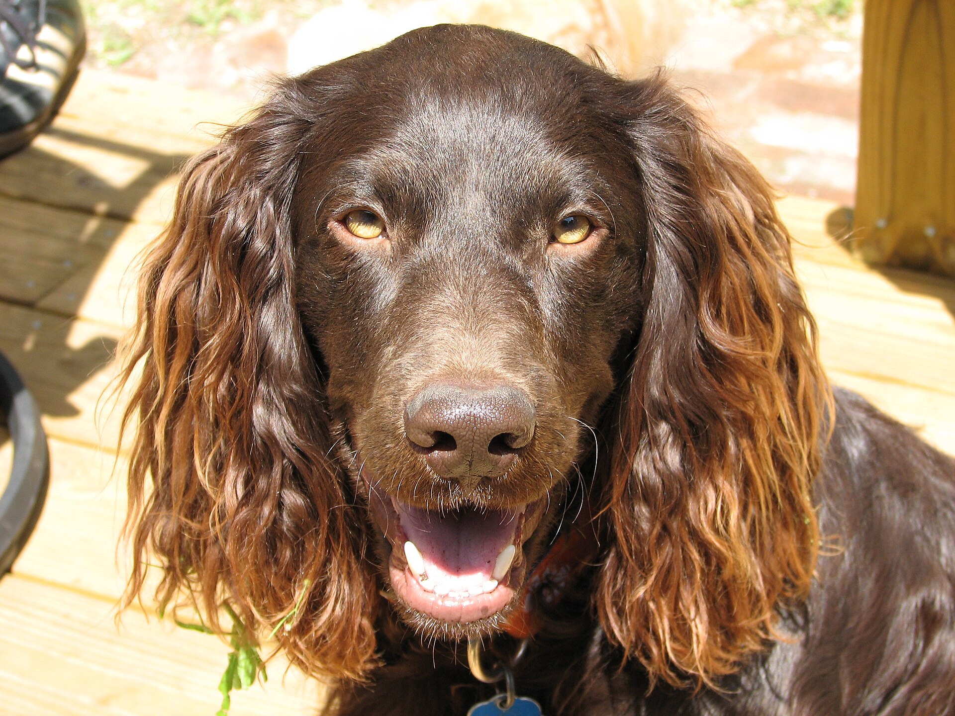 A real Boykin Spaniel