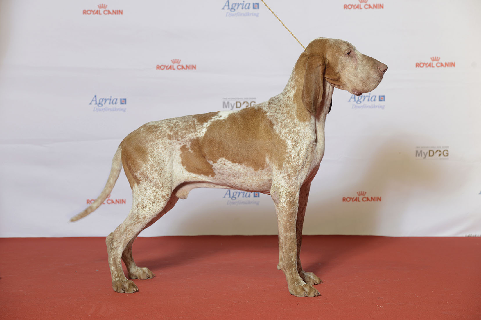 A real orange and white Bracco Italiano