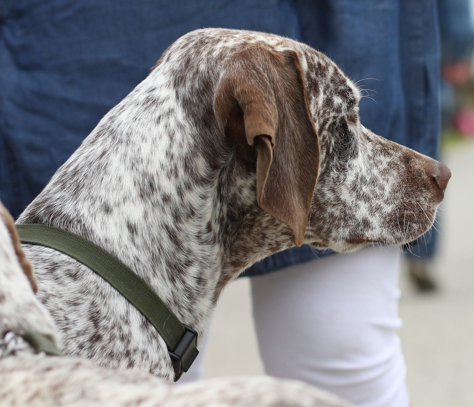 A liver-ticked Braque du Bourbonnais shown in profile