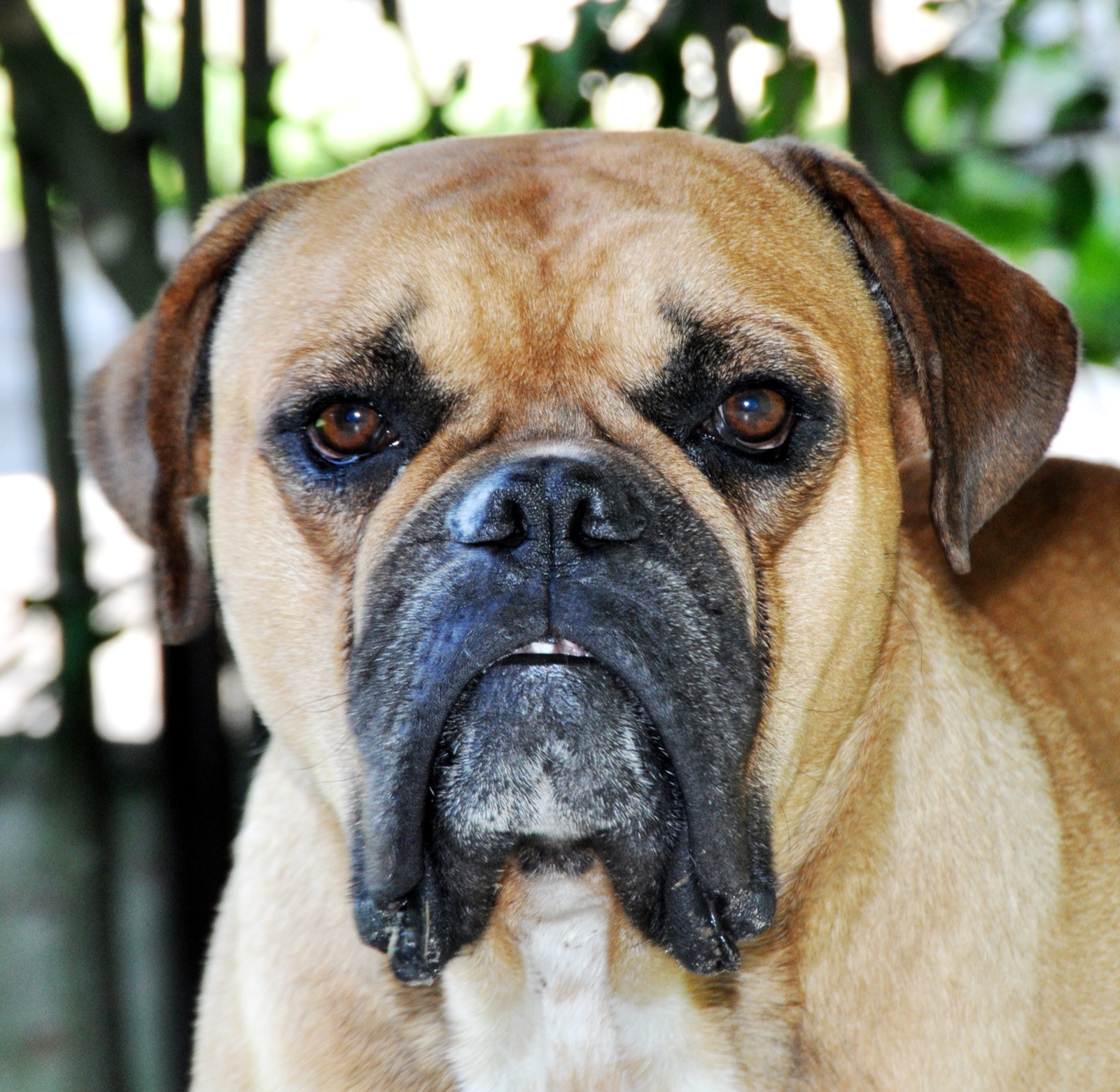 A real Brazilian Campeiro Bulldog standing outdoors