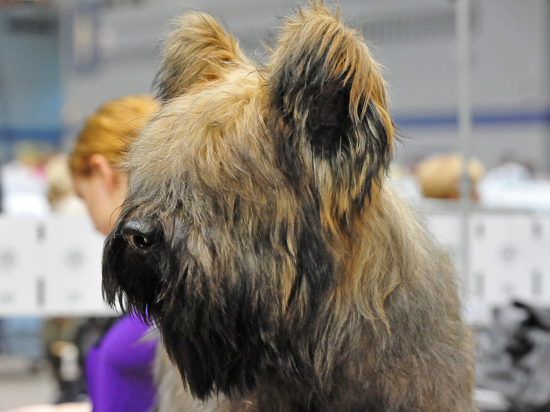 A real Briard