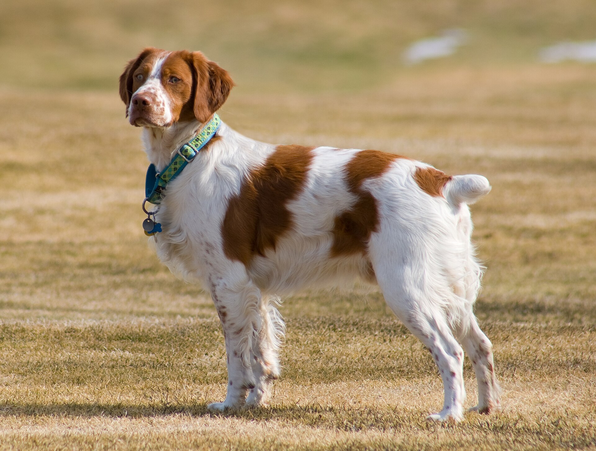 A real Brittany standing outdoors