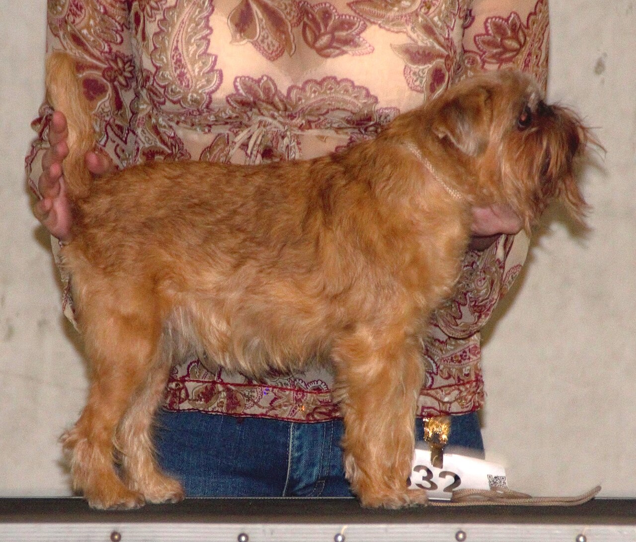 A real Brussels Griffon