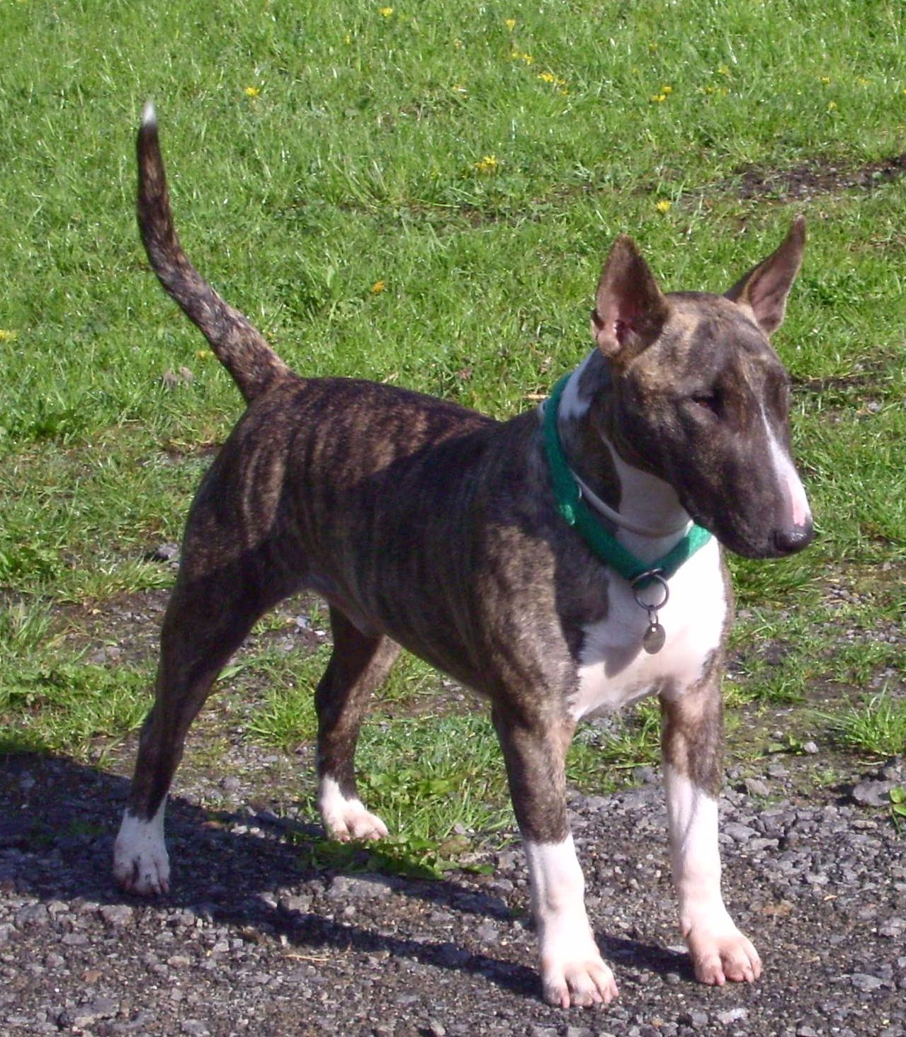 A real brindle-and-white Bull Terrier standing in a garden