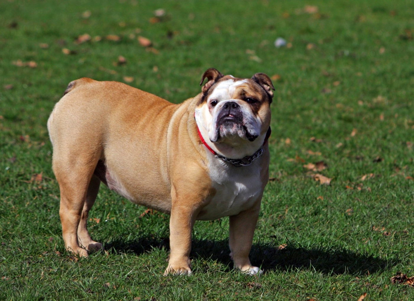 A real Bulldog standing outdoors