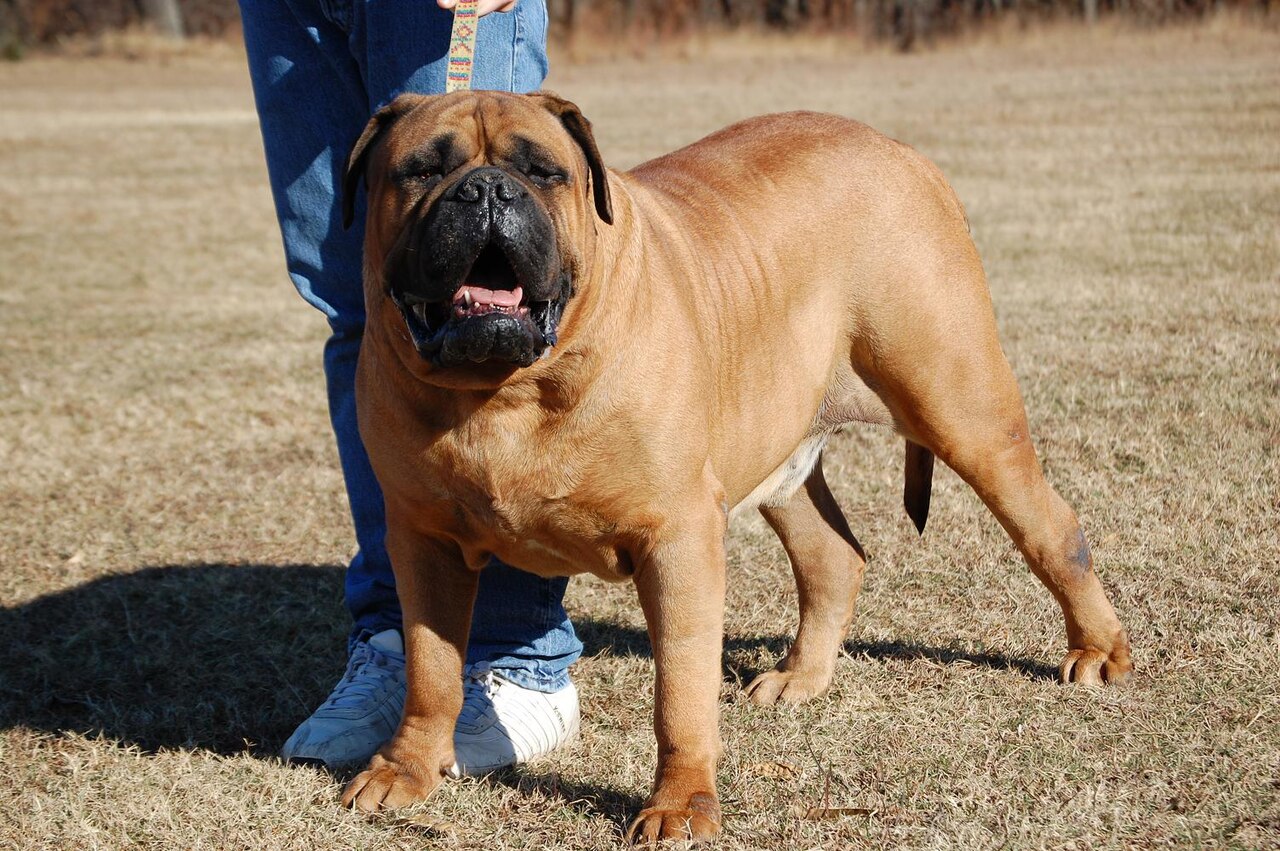 A real Bullmastiff outdoors