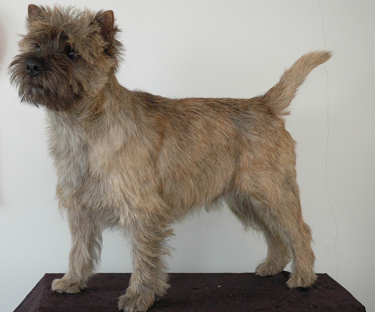 A real Cairn Terrier