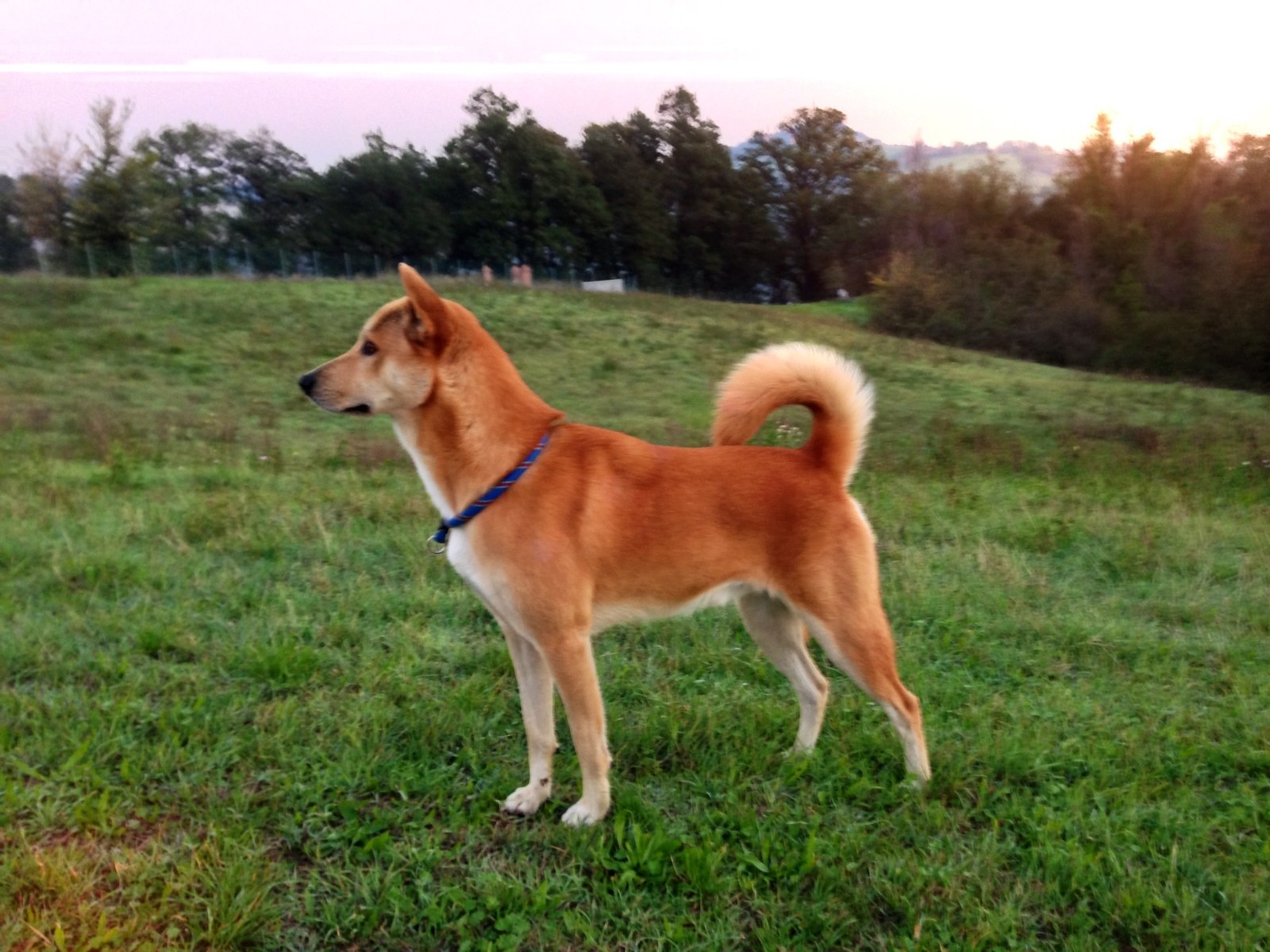 A red-and-white Canaan Dog standing outdoors