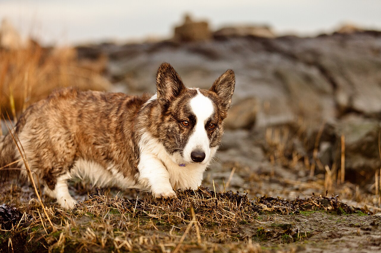 A real Cardigan Welsh Corgi