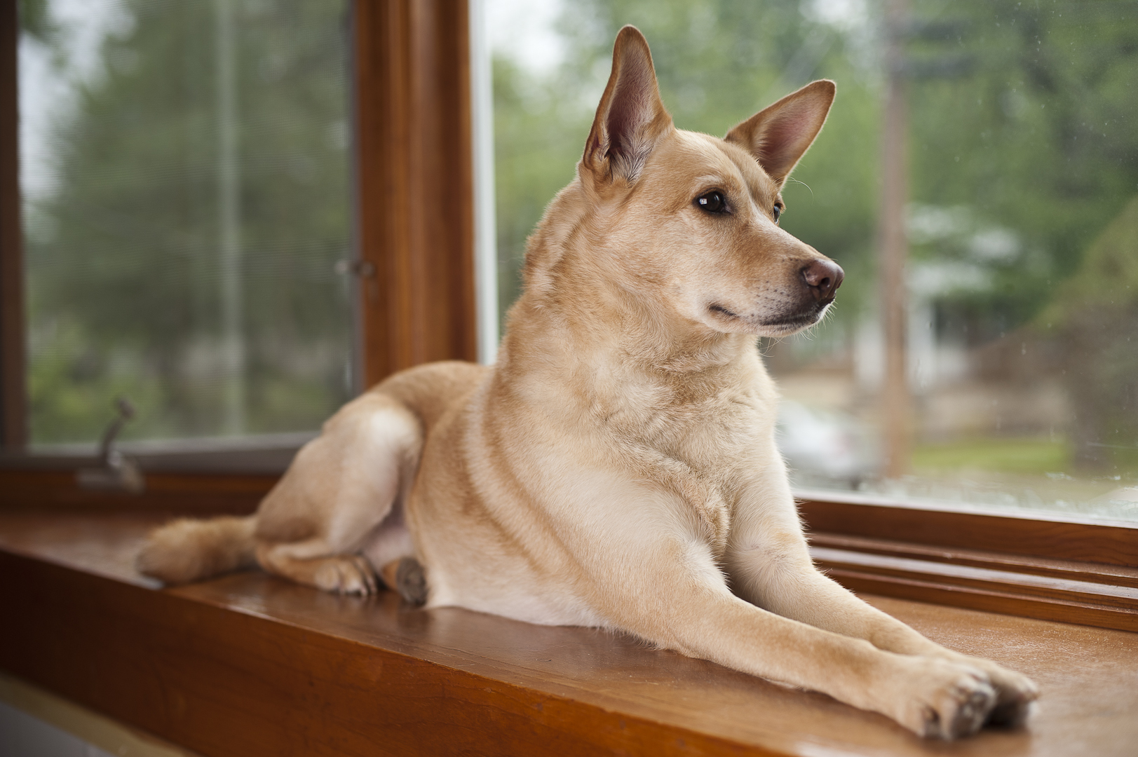 A real Carolina Dog outdoors