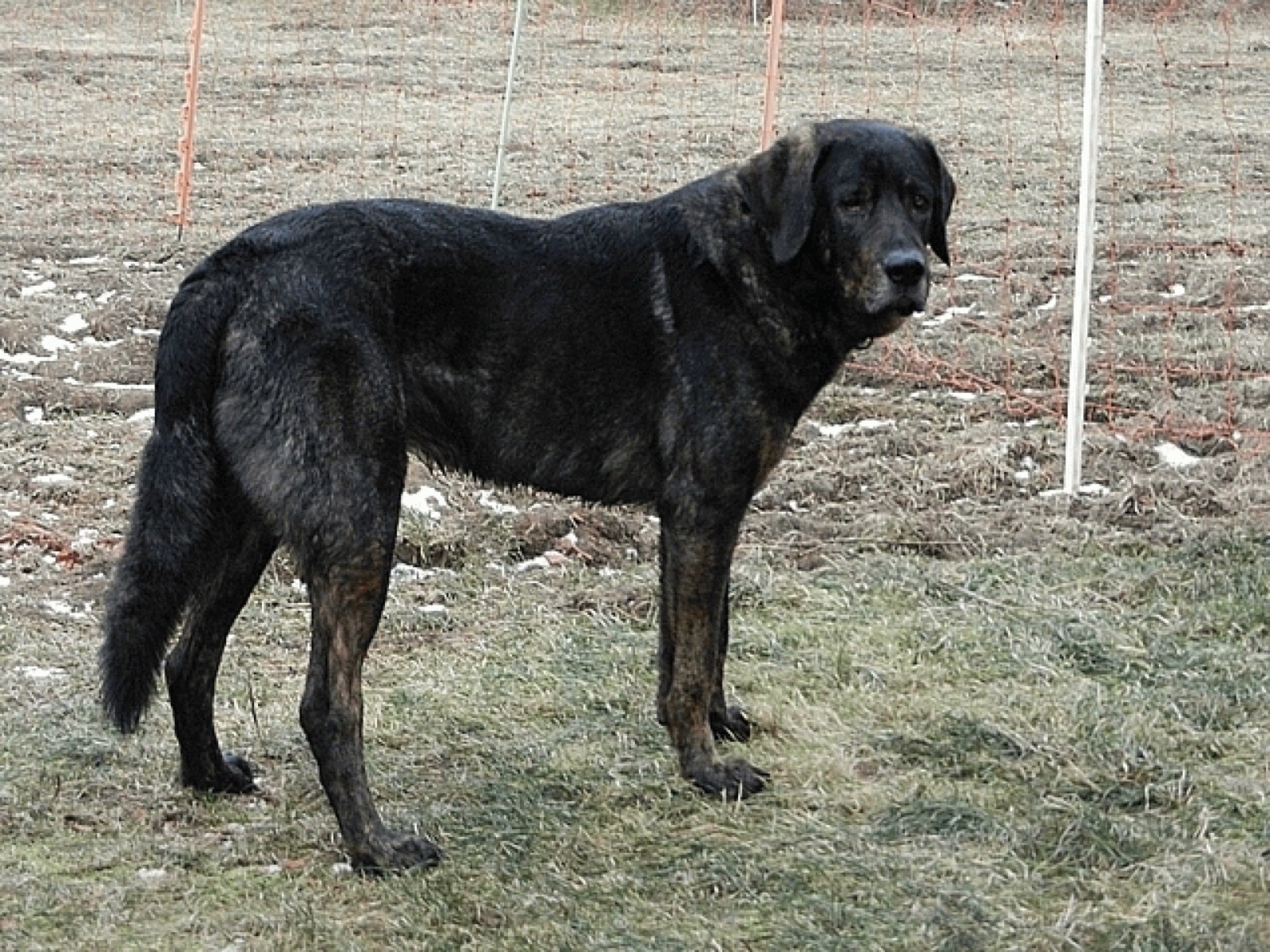 A real Castro Laboreiro Dog standing outdoors