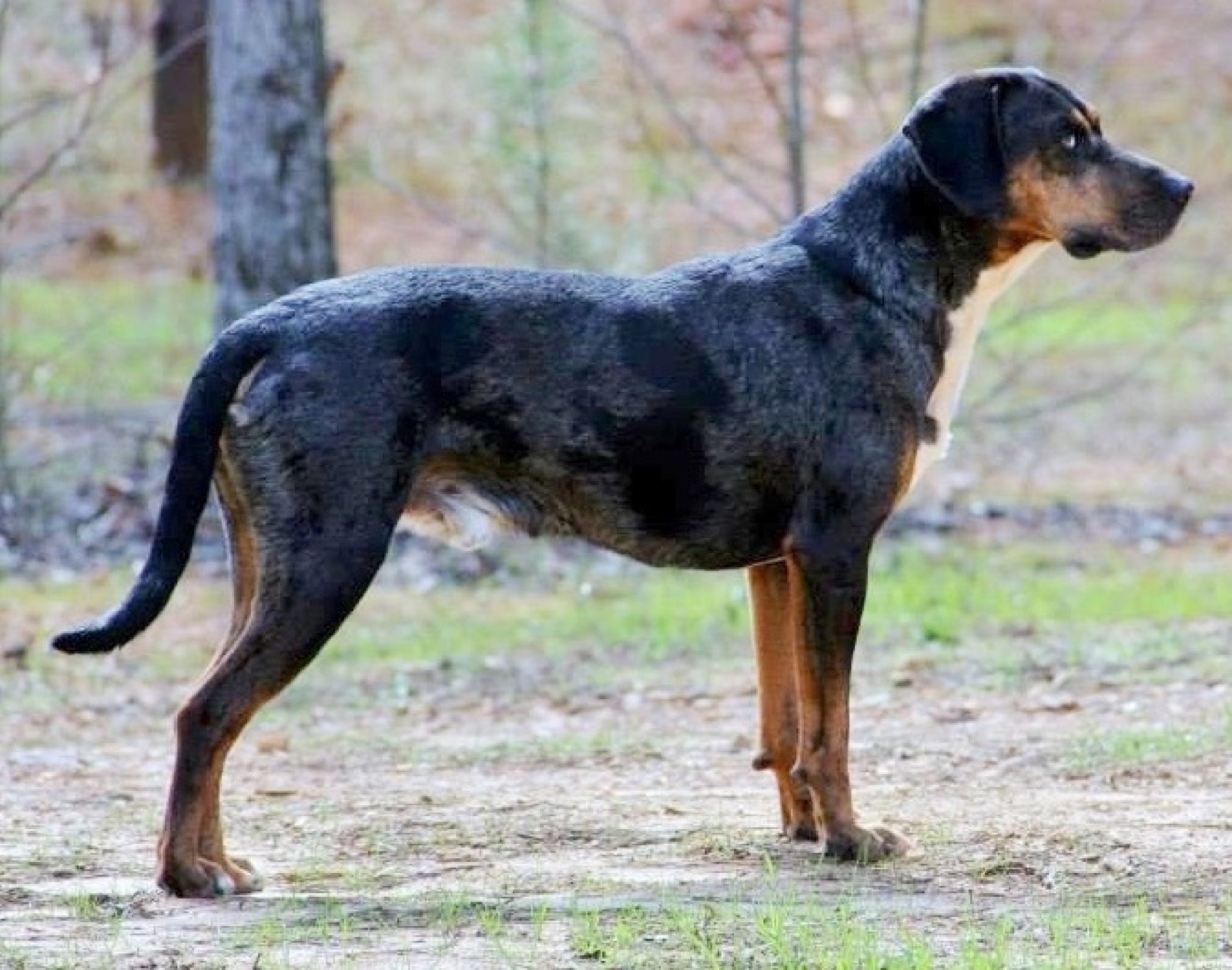 A real Catahoula Leopard Dog standing in profile