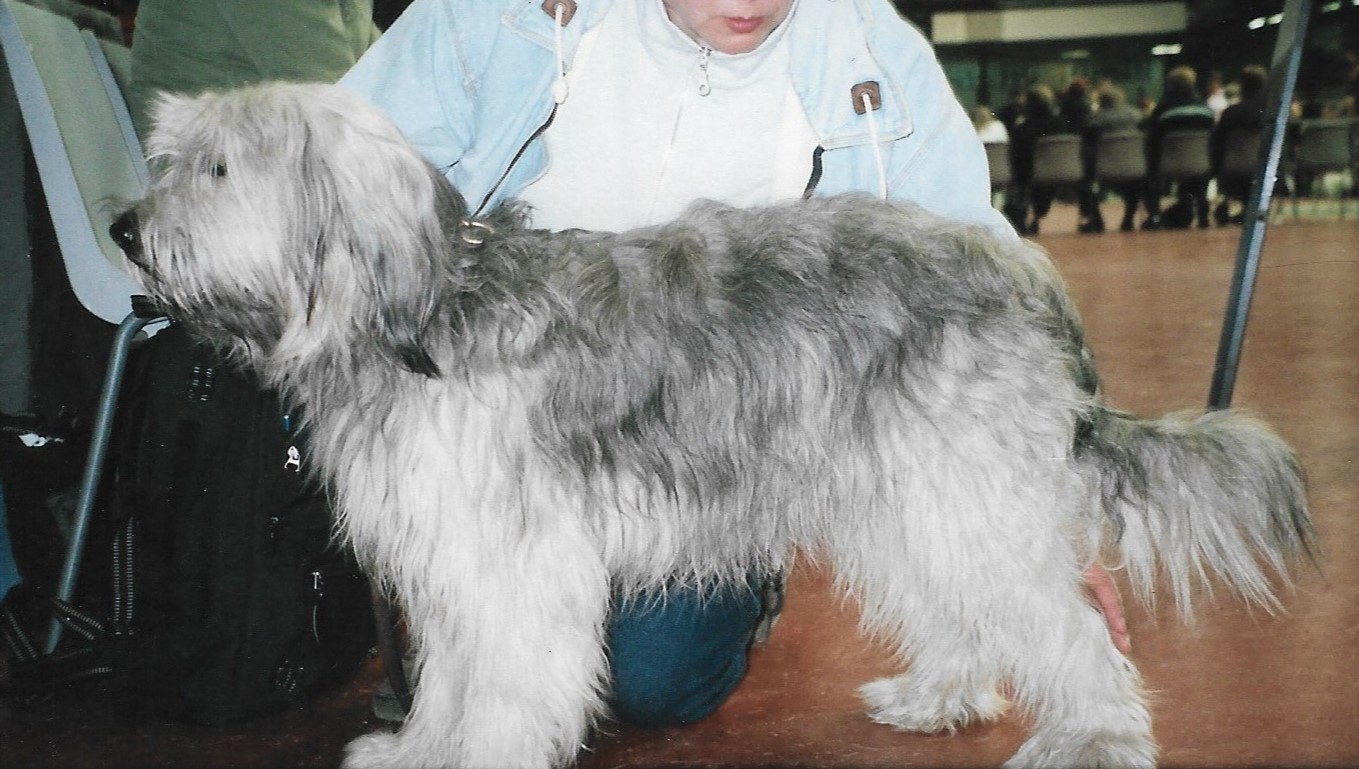 A real fawn Catalan Sheepdog standing outdoors