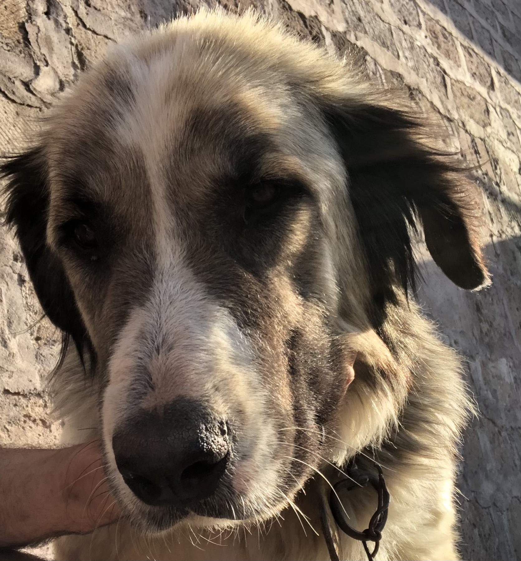 A real Caucasian Shepherd Dog outdoors in daylight