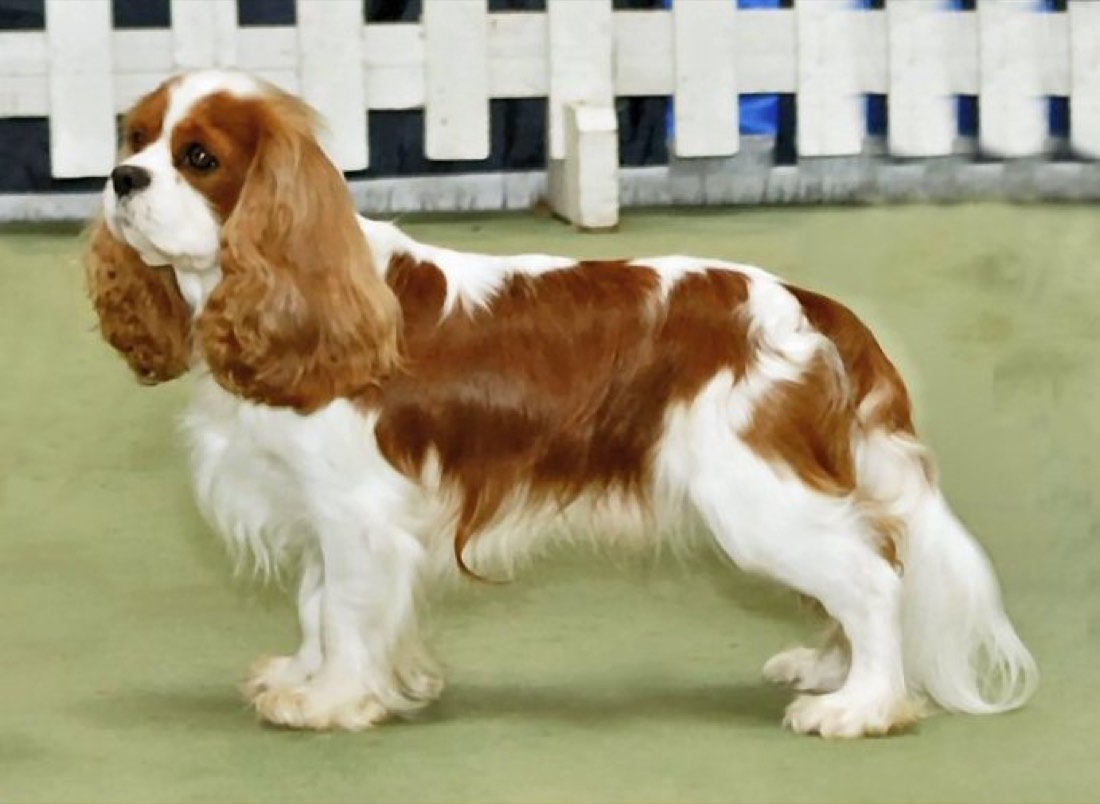 A real Cavalier King Charles Spaniel