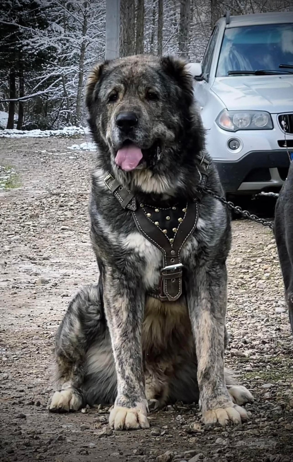 A real Central Asian Shepherd Dog