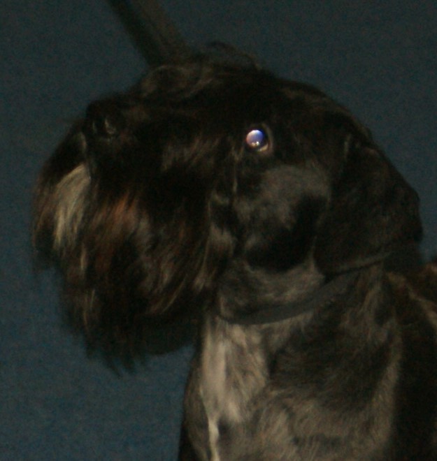 A real gray Cesky Terrier