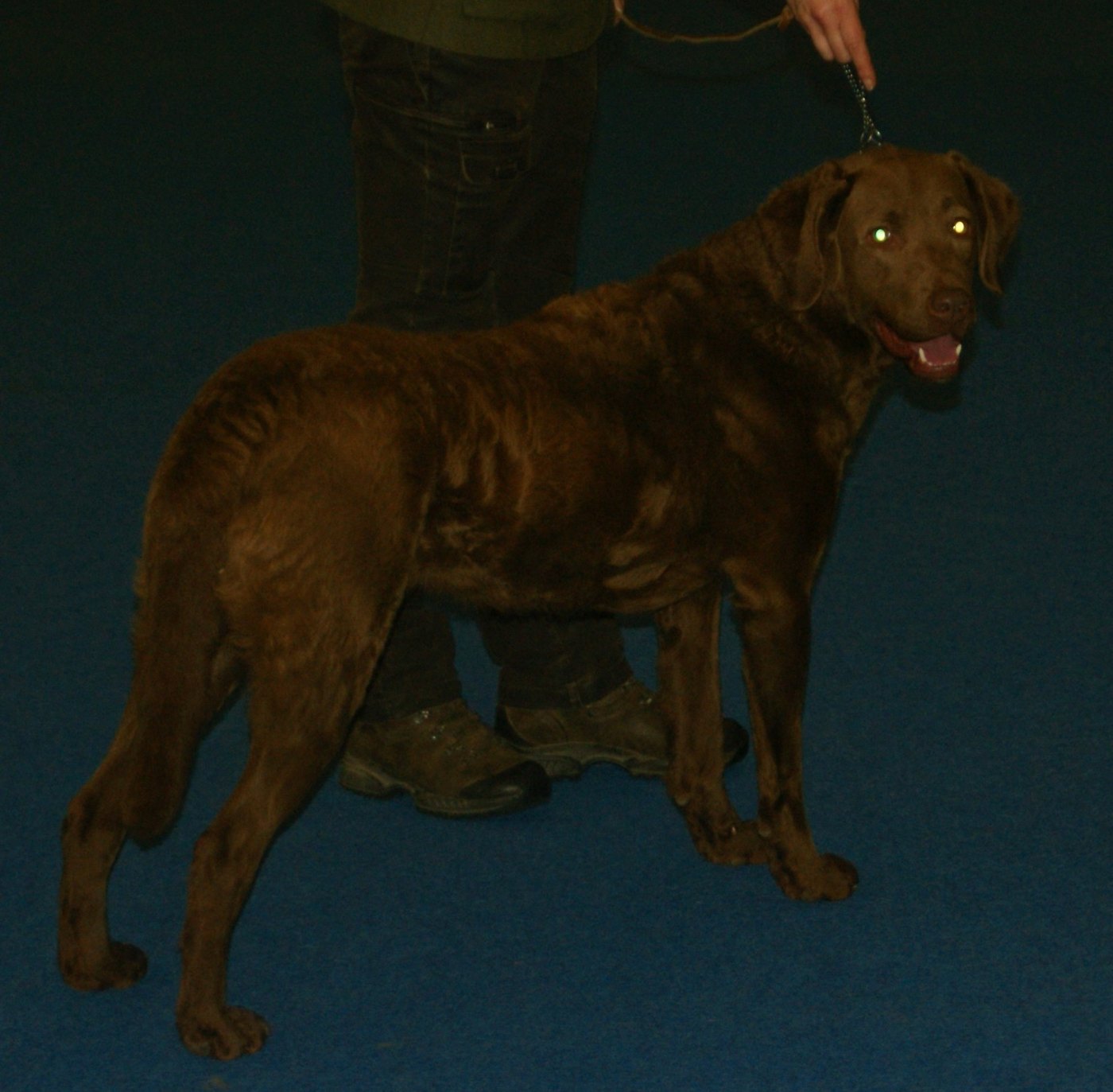 A real Chesapeake Bay Retriever