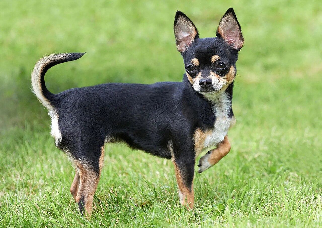 A real Chihuahua
