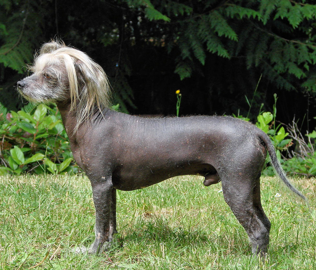 A real Chinese Crested