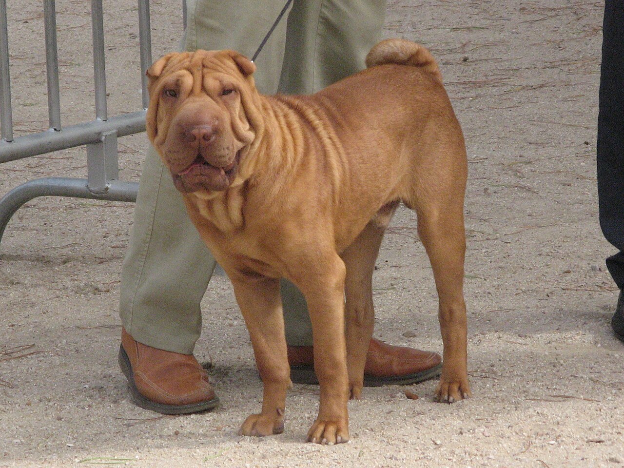 A real Chinese Shar-Pei