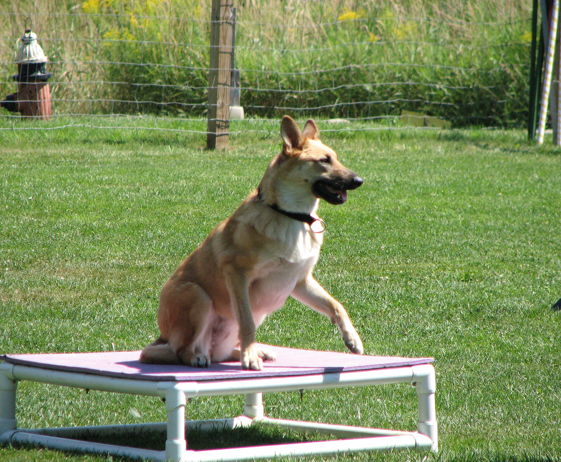 Real Chinook sled dogs outdoors