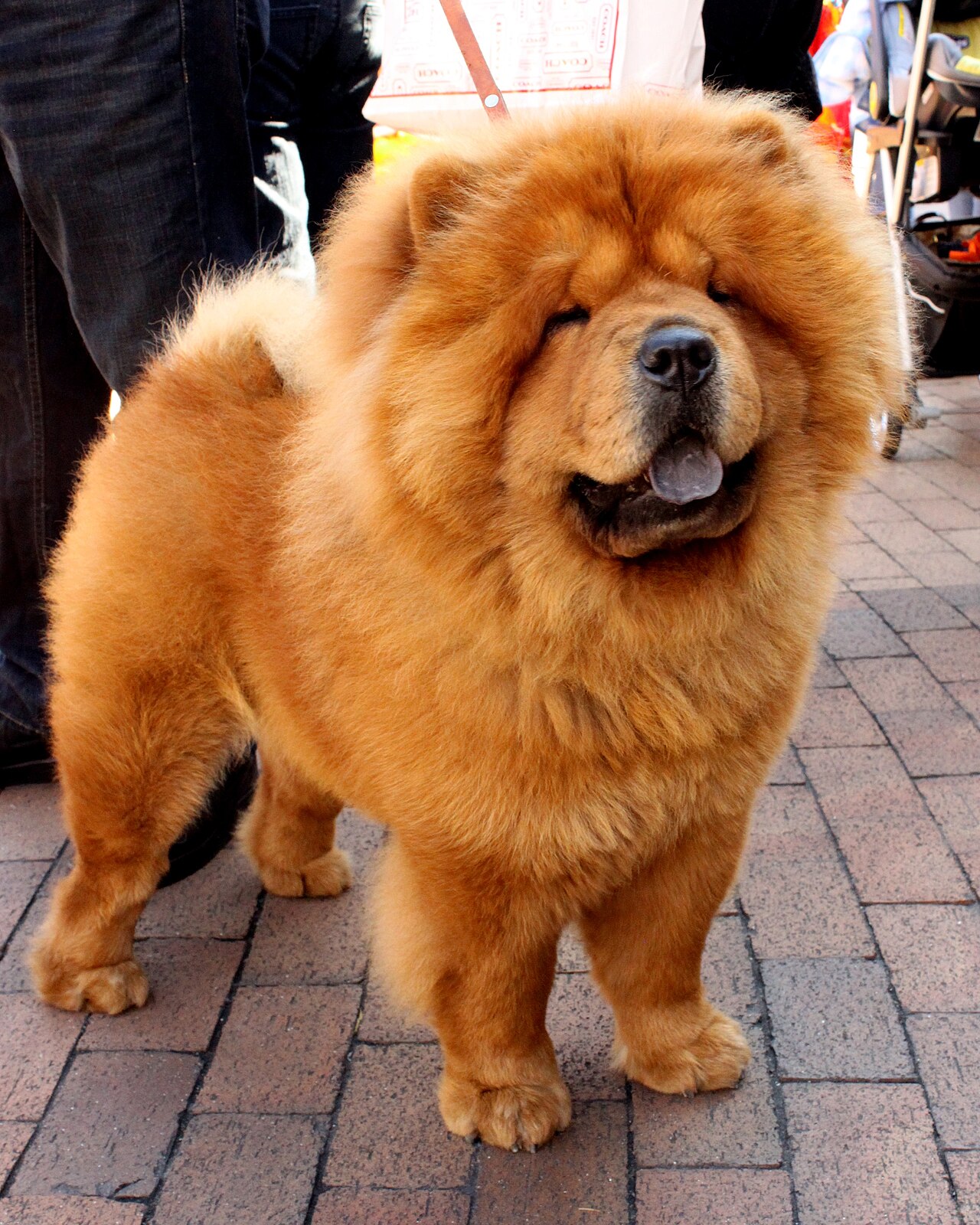 A real adult Chow Chow