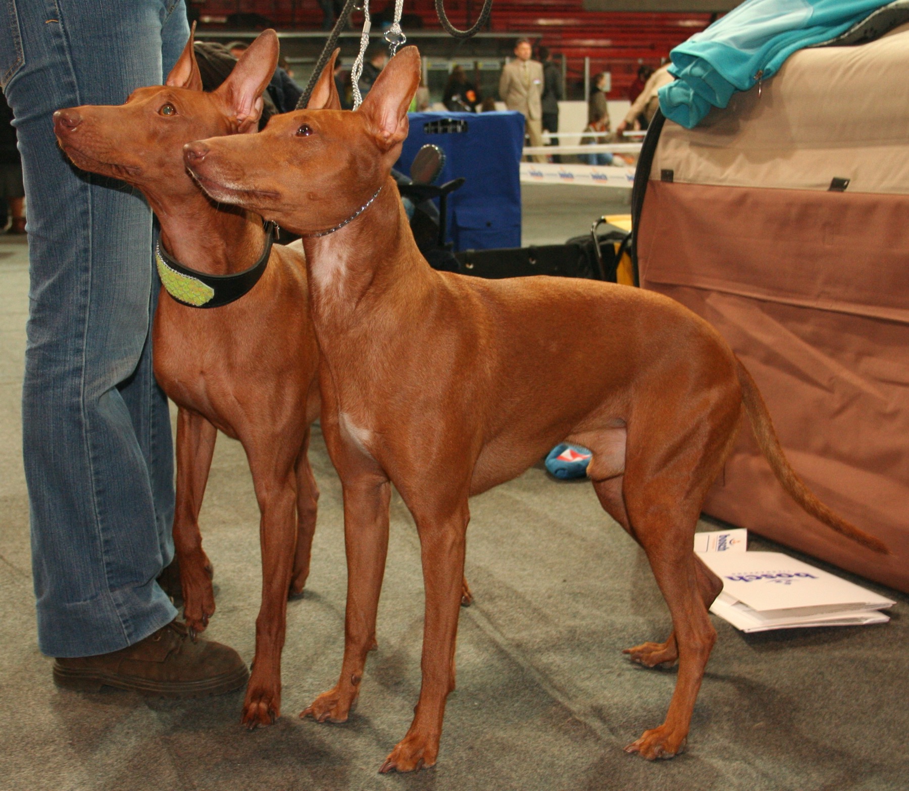 Real Cirneco dell’Etna dogs