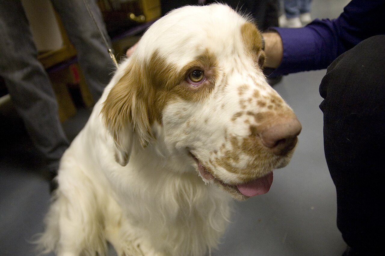 A real Clumber Spaniel