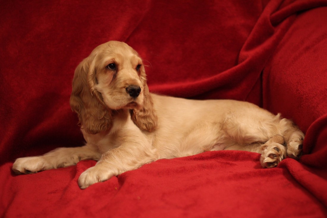 A real Cocker Spaniel