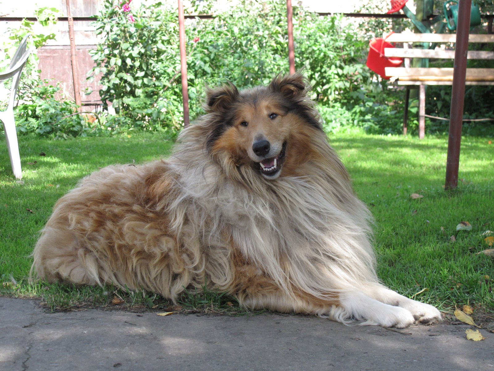 A sable Rough Collie resting on grass