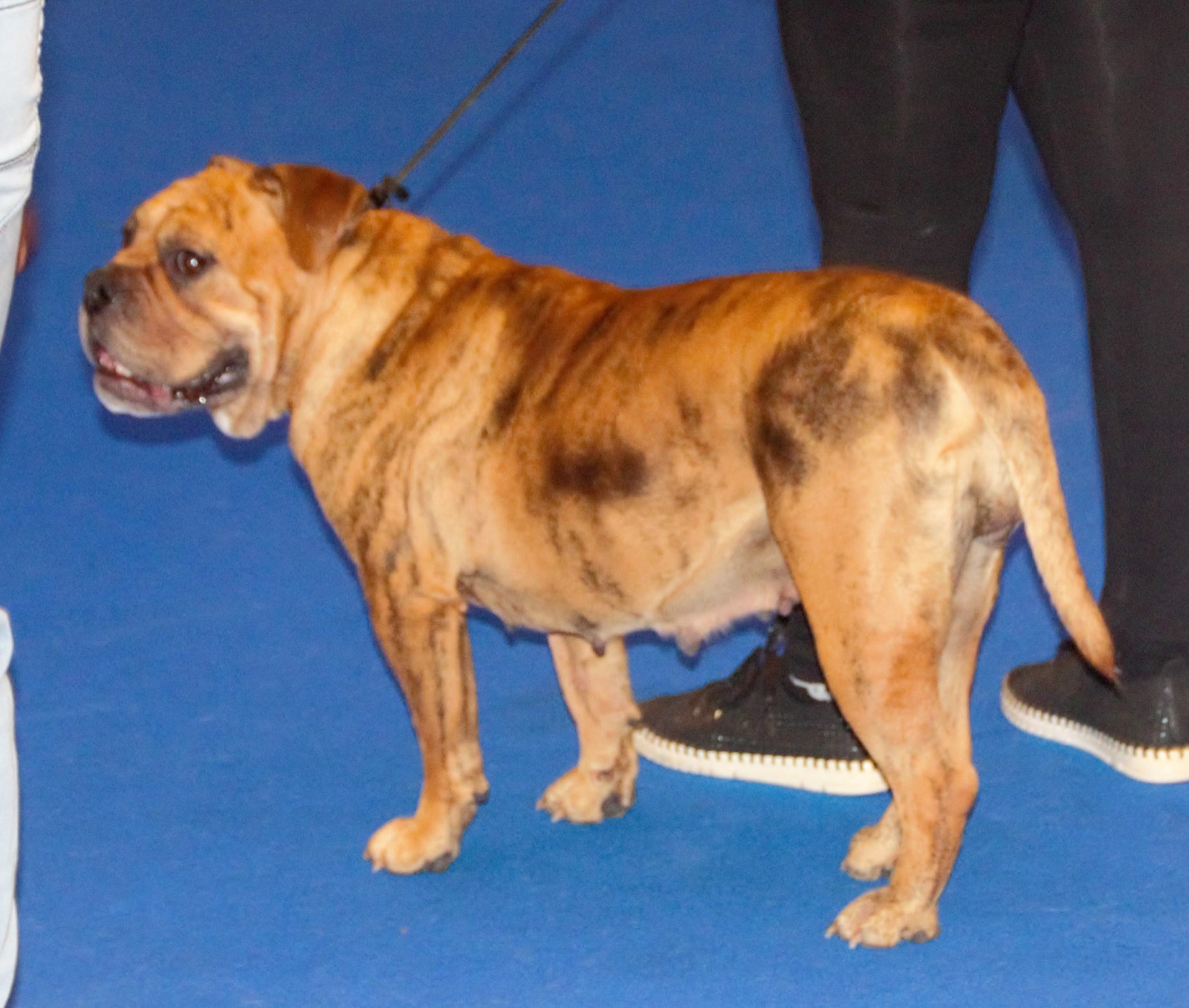 A real brindle-and-white Continental Bulldog standing outdoors